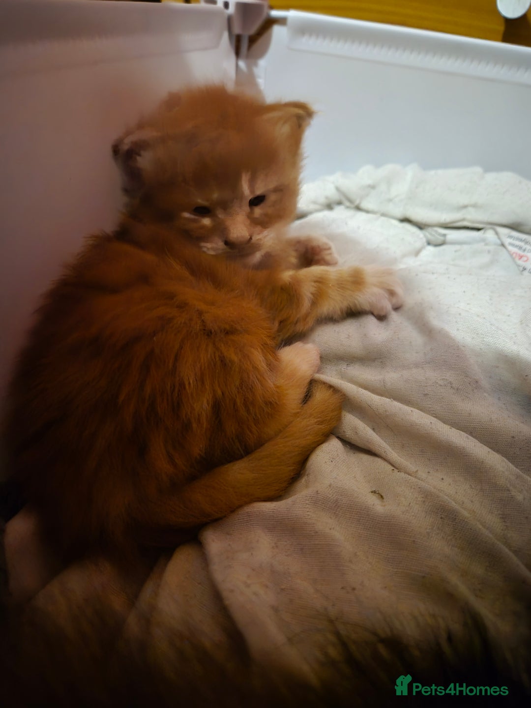 Maine Coon cats for sale: Russian /xxl maine coon - Advert 23