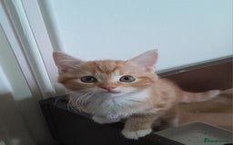 Mixed Breed cats for sale: 5 Beautiful gorgeous kittens 😺😼😻😸😹 - Image 14