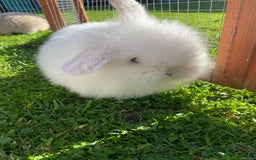 Mini Lion Lop rabbits for sale: Male rabbits ready now  - Advert 8