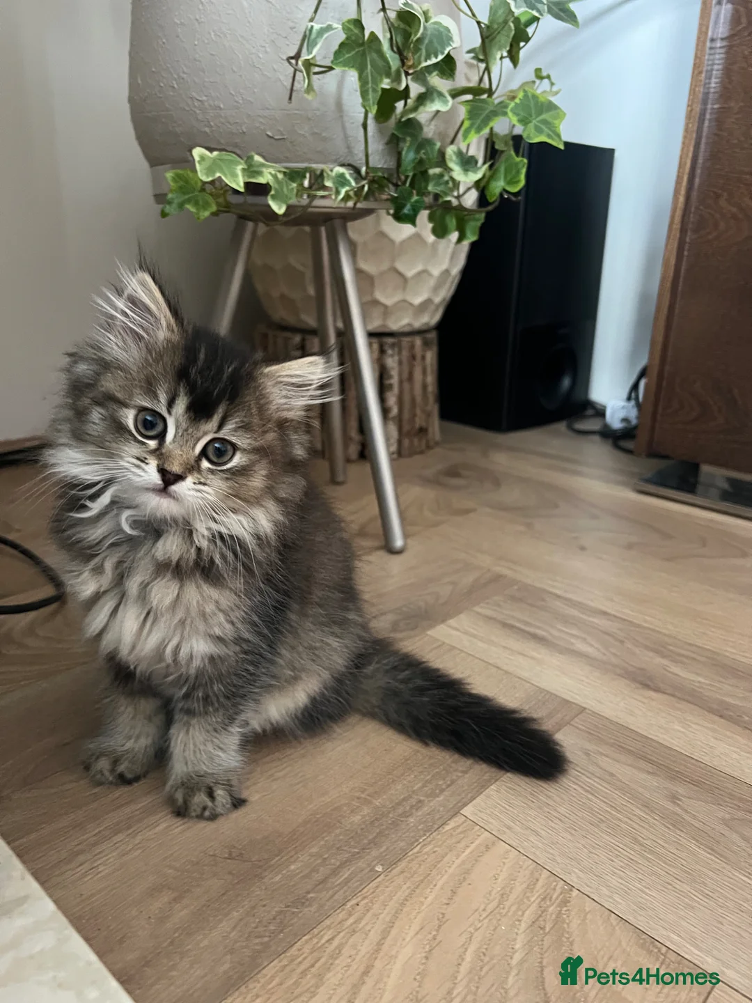 British Longhair cats for sale: British longhair cross kittens  - Advert 17