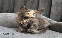 Maine Coon cats for sale: Maine coon girls - Image 1