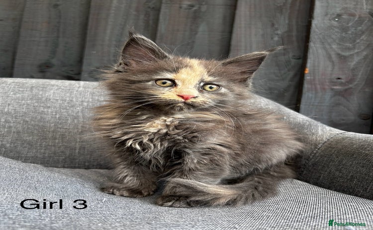 Maine Coon cats - Advert 16