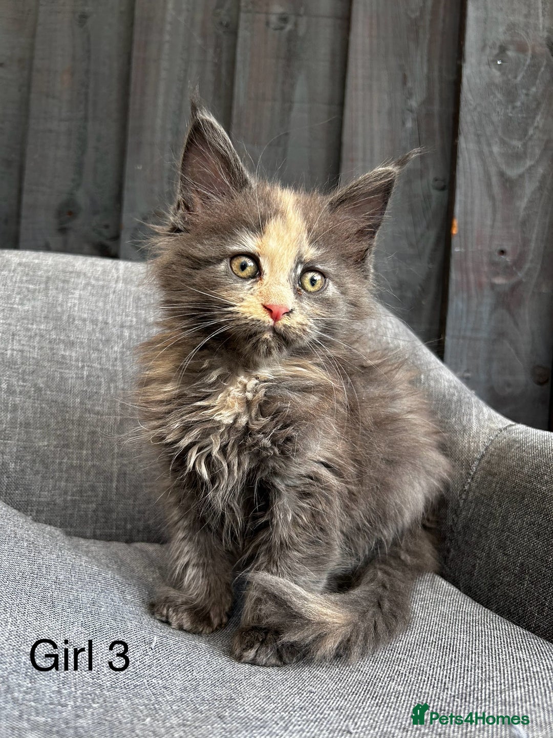 Maine Coon cats for sale: Maine coon girls - Image 1
