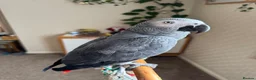 Parrots birds for sale: African Grey in Plymouth - Advert 2