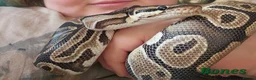 Python Snake reptiles for sale: Royal python in Walsall - Advert 3