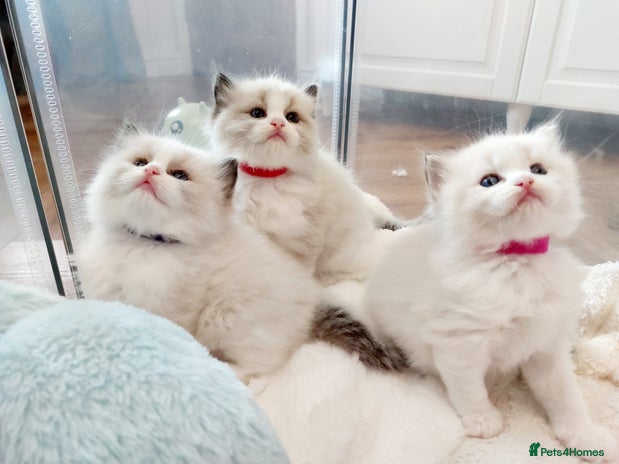 Ragdoll cats Beautiful Ragdoll kittens raised with ❤️ - Advert 1