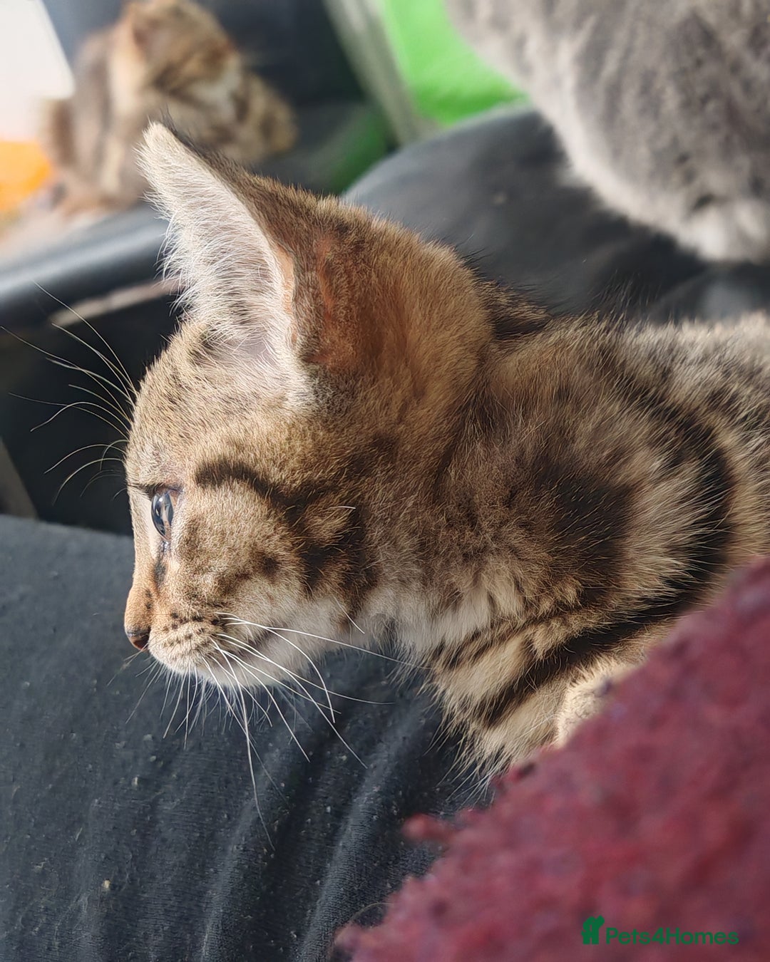 Mixed Breed cats for sale: 🐾 Two Beautiful Male Kittens Available –  –  - Advert 3