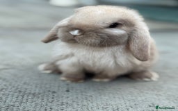 Mini Lop rabbits for sale: Baby mini lops  - Image 7