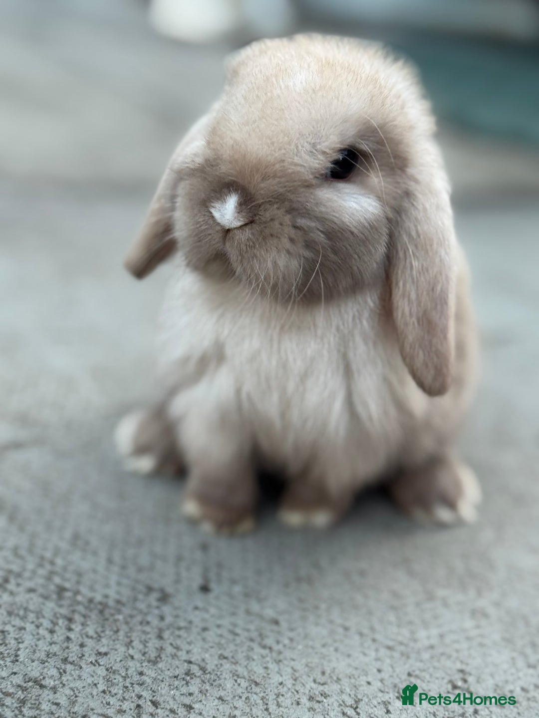 Mini Lop rabbits for sale: Baby mini lops  - Image 7