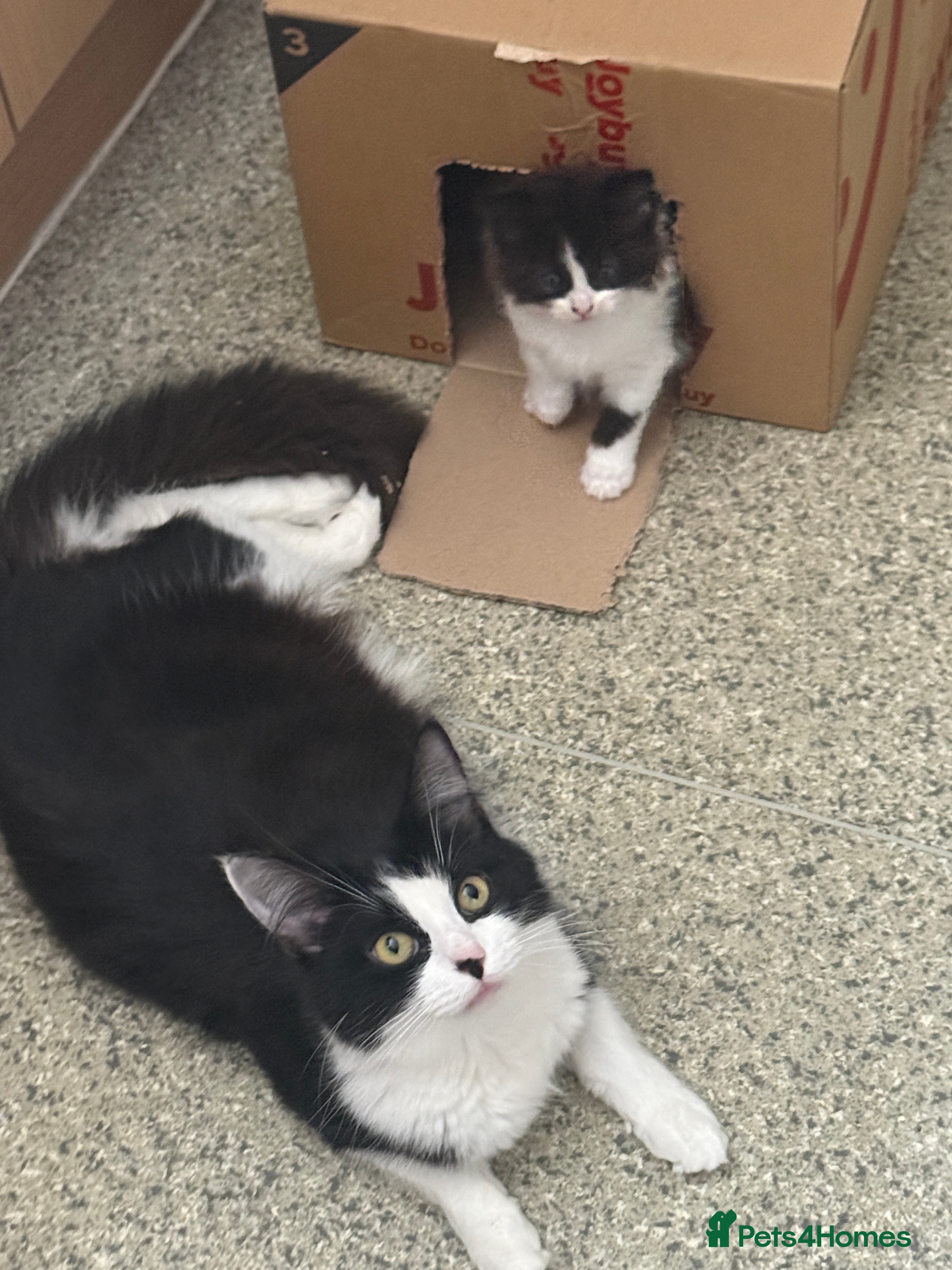Fluffy Tuxedo Kitten - Female 