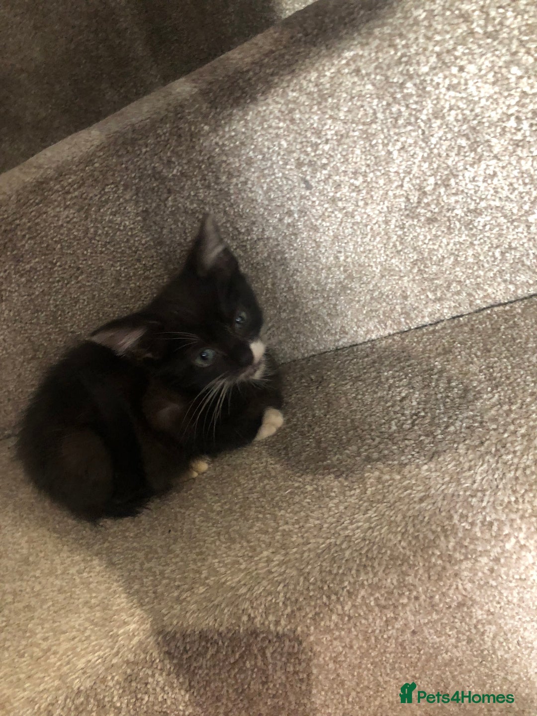 Mixed Breed cats for sale: Black white boy kitten last one  - Advert 4