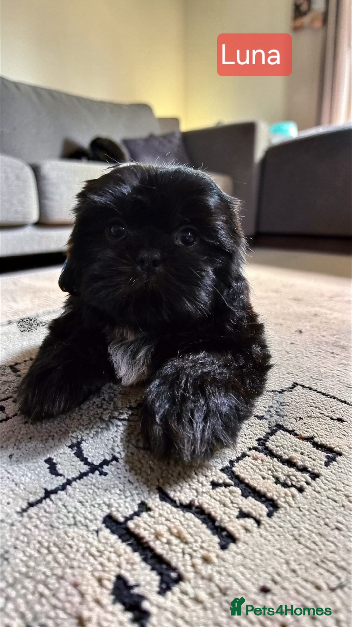 Shih Tzu dogs  💞 QUALITY STANDARD SHIH TZU 💕 - Advert 5