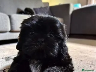 Shih Tzu dogs 💞 QUALITY STANDARD SHIH TZU 💕 - Advert 5