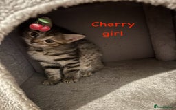 Siberian cats for sale: Siberian girl kittens ready for new home now - Image 8
