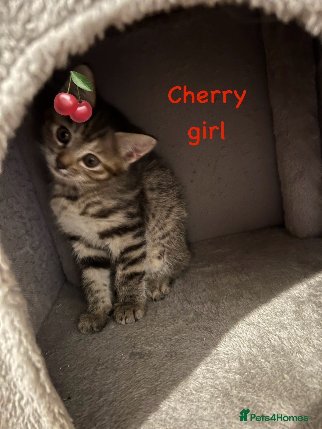 Siberian cats for sale: Siberian girl kittens ready for new home now - Image 8