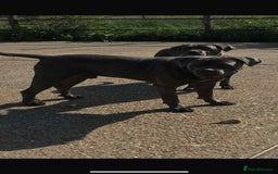 Cane Corso dogs for sale: Cane corso pups - Image 13