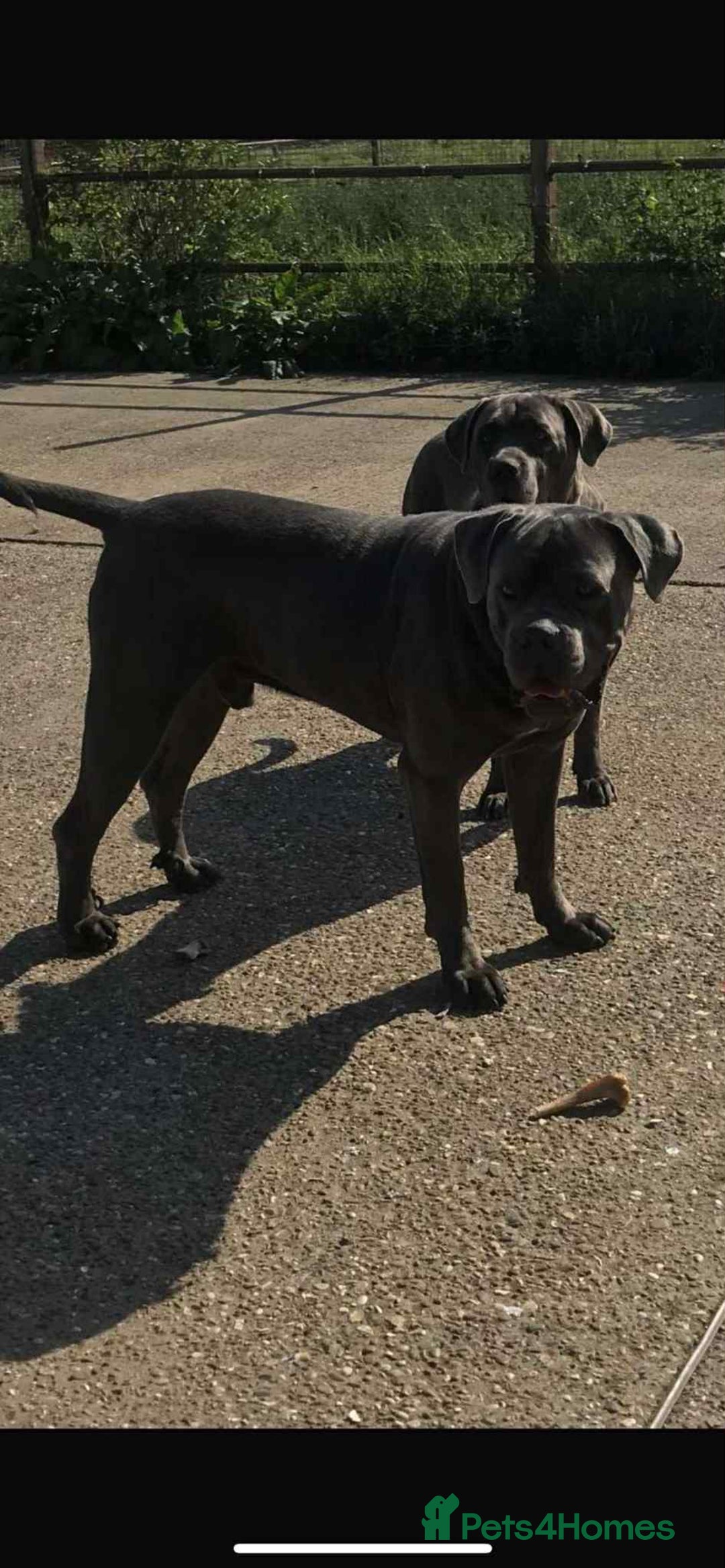 Cane Corso dogs for sale: Cane corso pups - Image 13