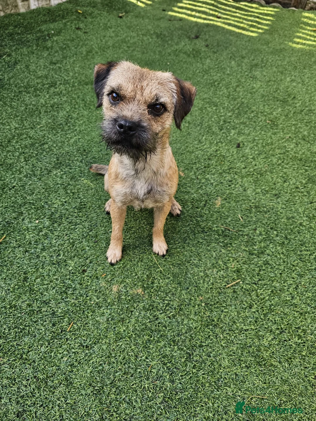 Border Terrier dogs for stud: KC SLEM clear Oxcroft border terrier proven stud in Chesterfield - Advert 4