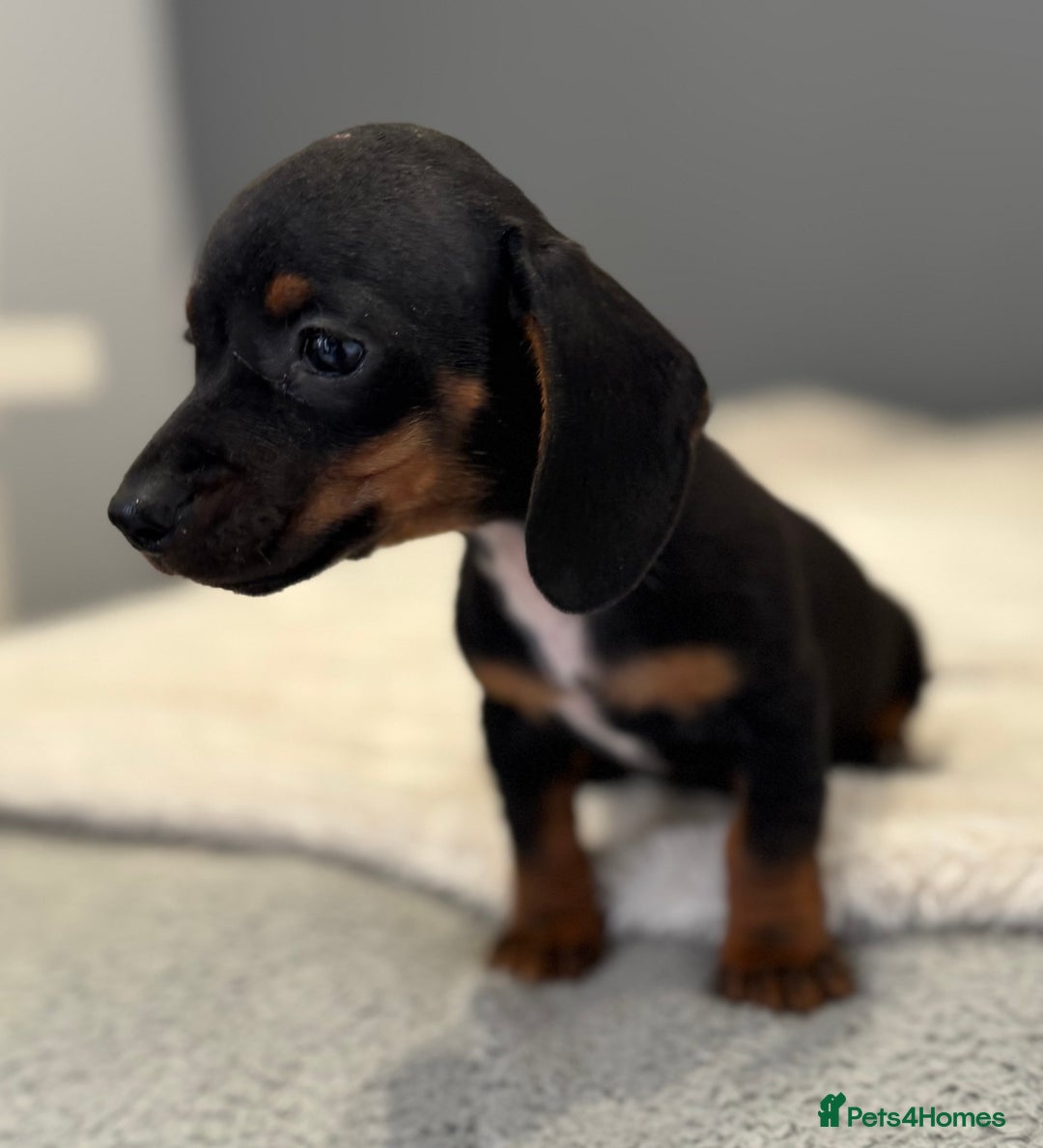 Miniature Dachshund dogs for sale: Miniature smooth coat Dachshund puppies - Image 5
