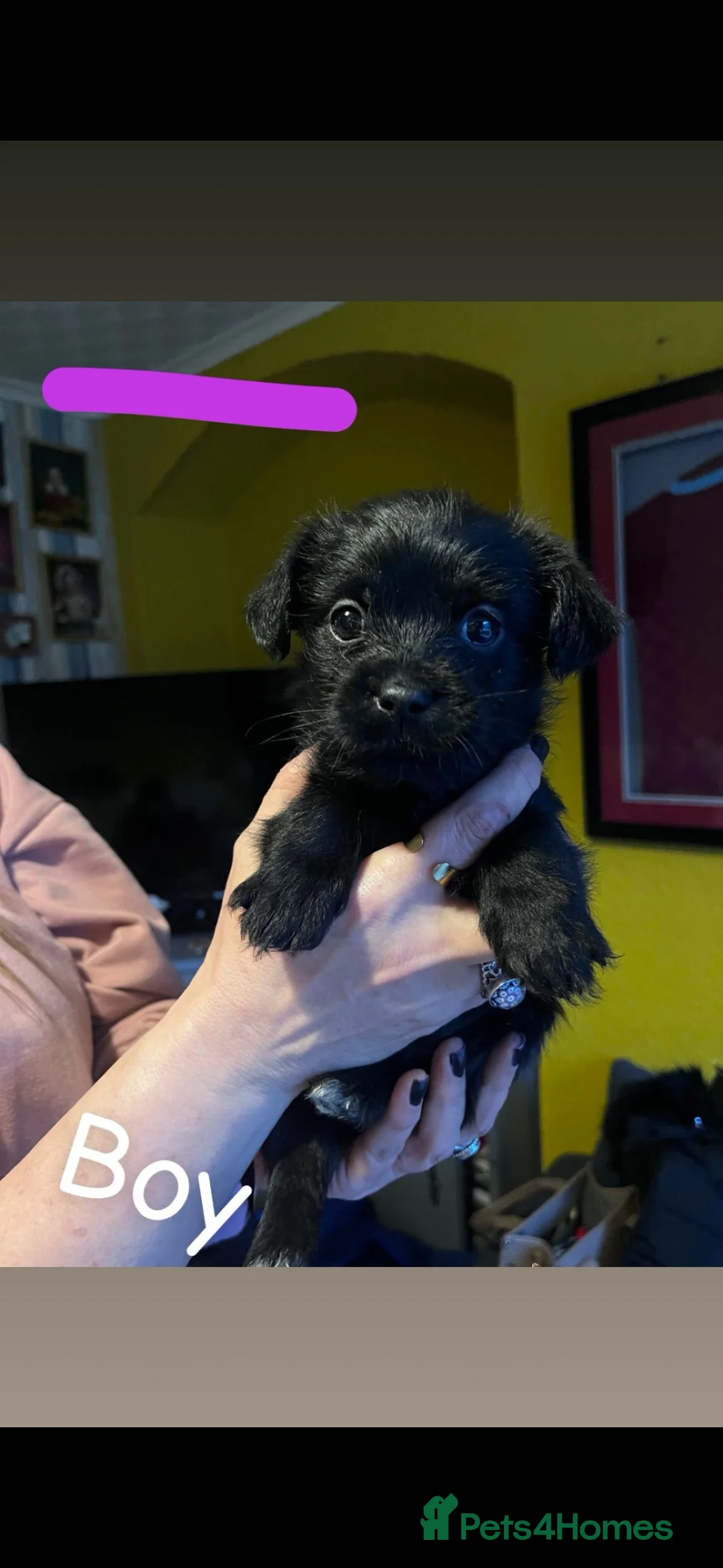 Mixed Breed dogs for sale: Shih Tzu / Jack Russell Hybrid Puppies - Advert 8