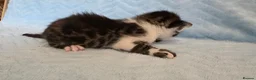 Mixed Breed cats for sale: Beautiful Bengal kittens,Exteptional Colour😻our - Advert 27