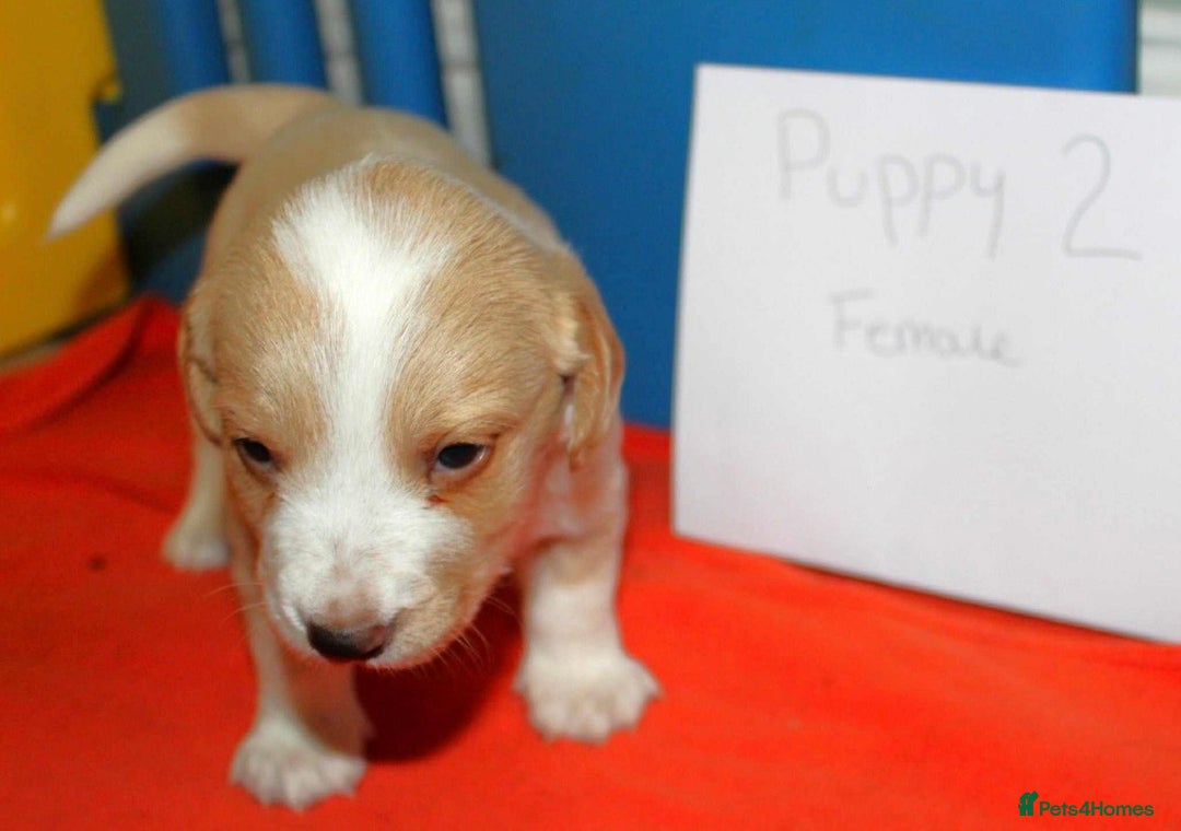 Cockerdor dogs for sale: Lovely Cockerdor puppies for sale  - Advert 9