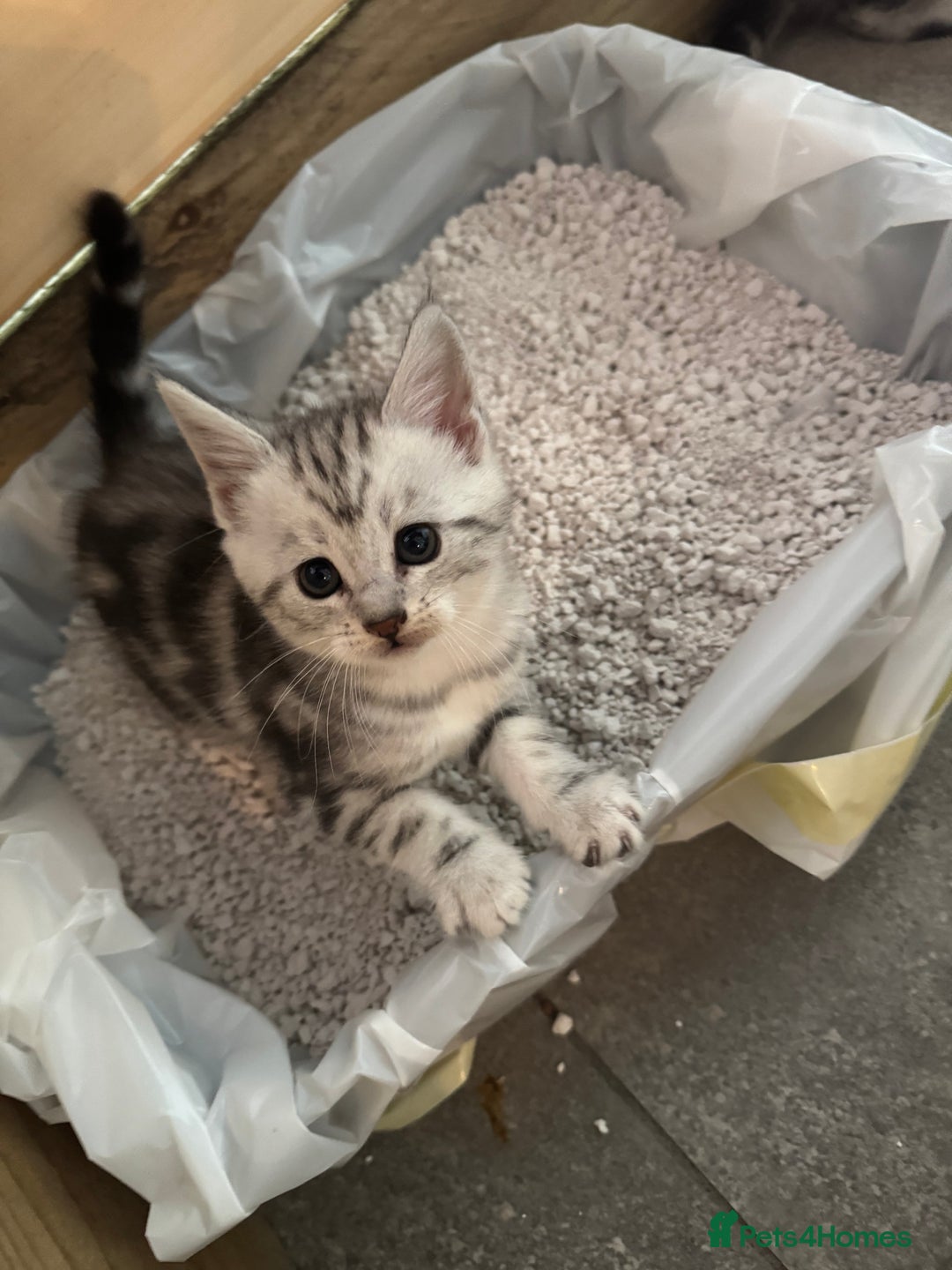 British Shorthair cats for sale: Gorgeous kittens - Image 7