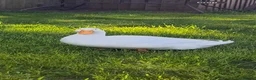 Ducks poultry for sale: Aylesburys Ducks - Advert 1