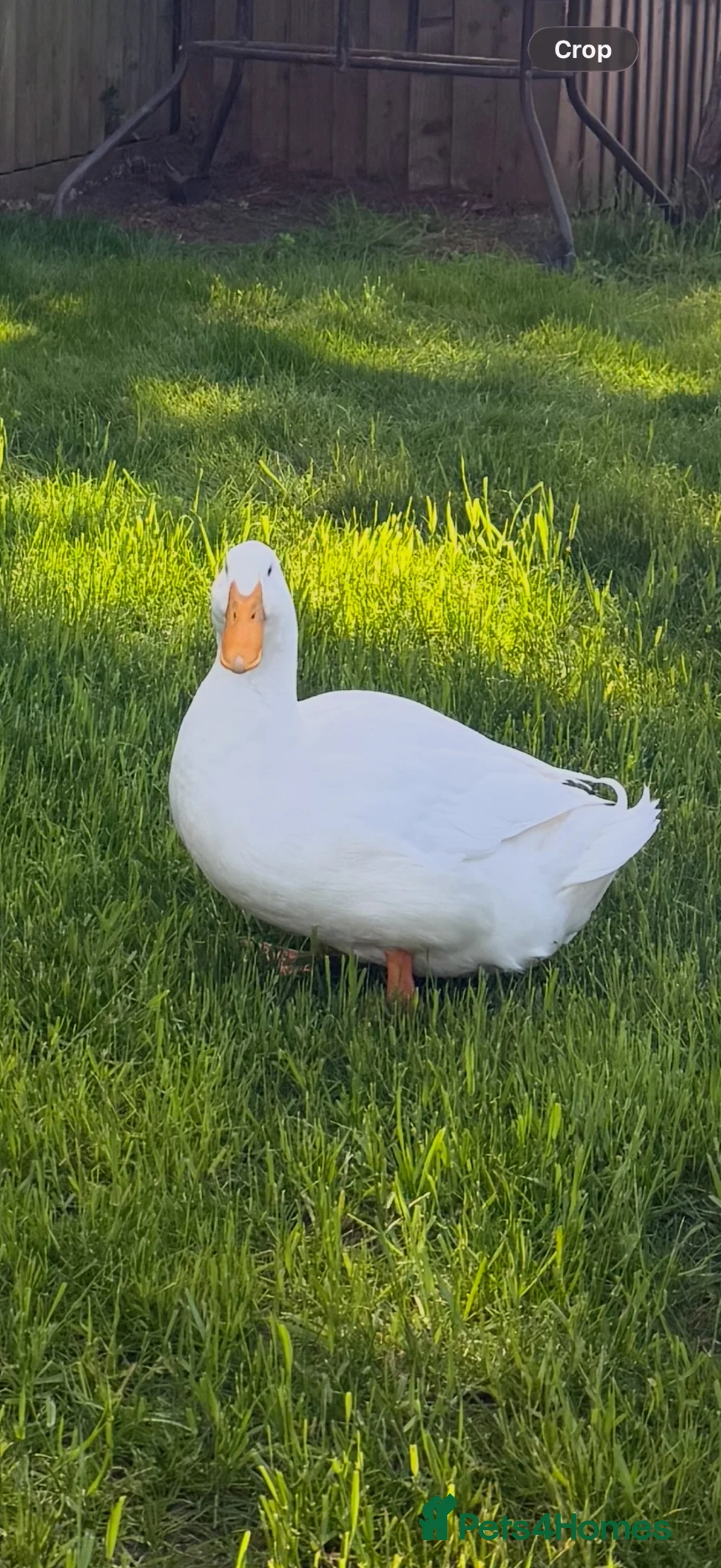 Ducks poultry for sale: Aylesburys Ducks - Advert 1