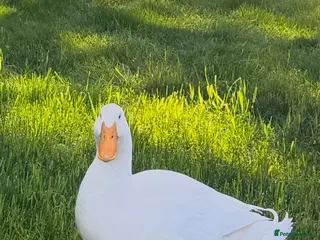 Ducks poultry Aylesburys Ducks - Advert 9