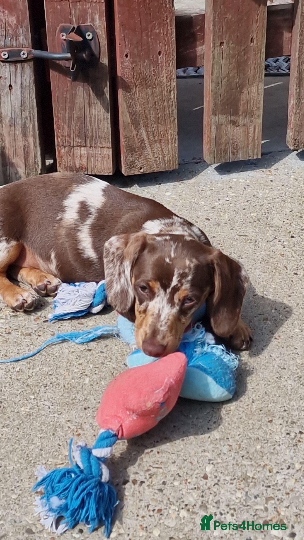 Miniature Dachshund dogs READY NOW Full Vaccination Dachshund Flufy & Smoth - Advert 2
