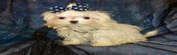 Maltese dogs for sale: ****Exquisite KC Registered Maltese Boy Puppy****  - Advert 4