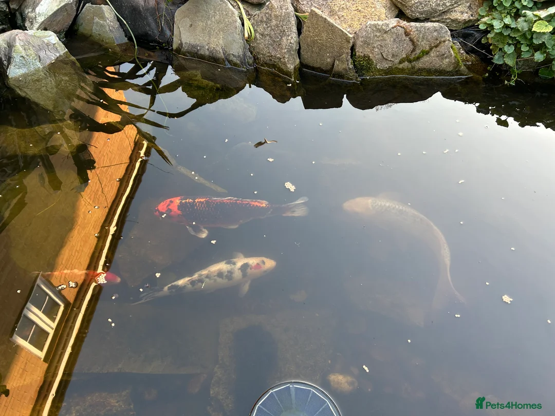Koi Carp fish for sale: 4 adult koi carp in Bridgwater - Advert 2