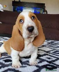 Basset Hound dogs for sale: Basset Hound puppies for sale - Advert 1