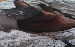 Domestic Shorthair cats for sale: Beautiful girl  - Image 2
