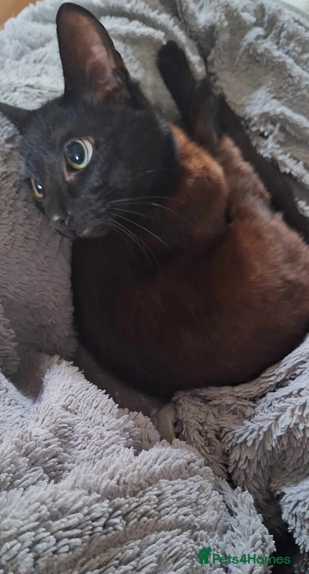 Domestic Shorthair cats for sale: Beautiful girl  - Image 2
