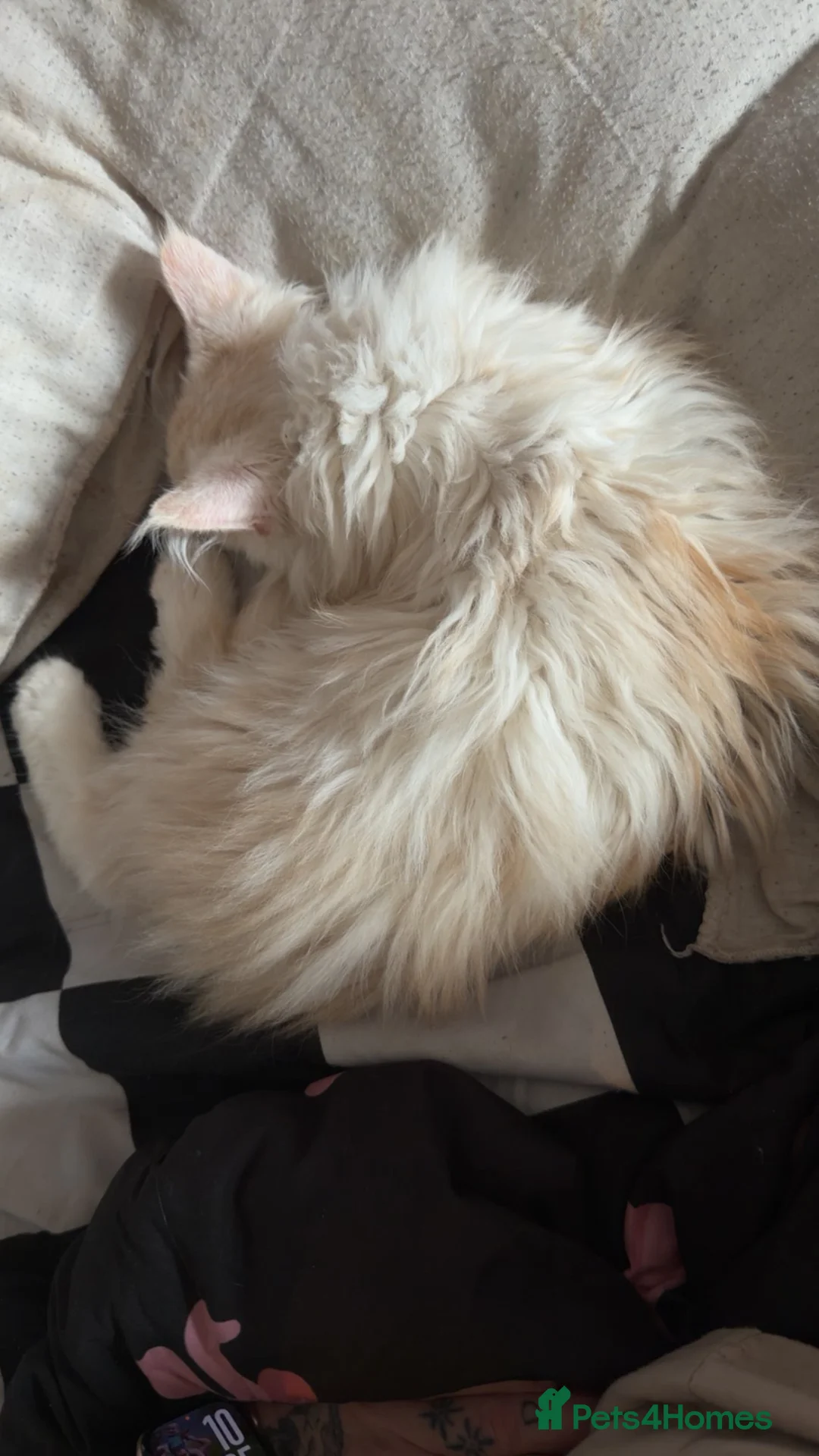 Maine Coon cats for sale: Maine Coon Kitten – Active Male – Red Smoke - Advert 2