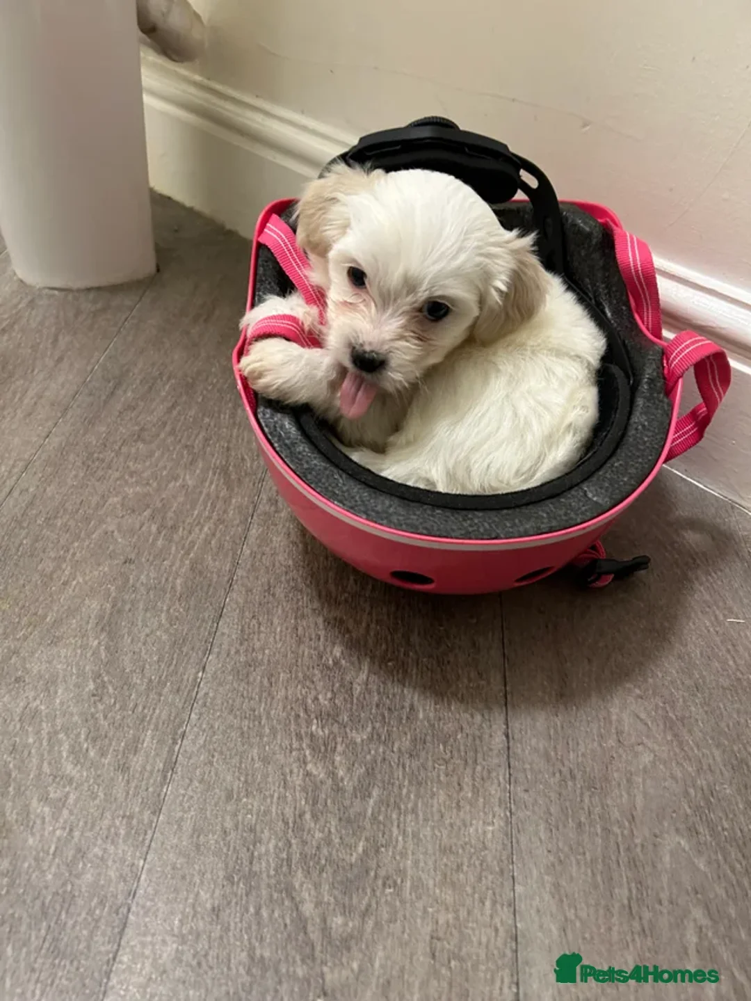 Mixed Breed dogs for sale: 🩷 ONE Beautiful Malitchon Babygirl 🩷 - Advert 6