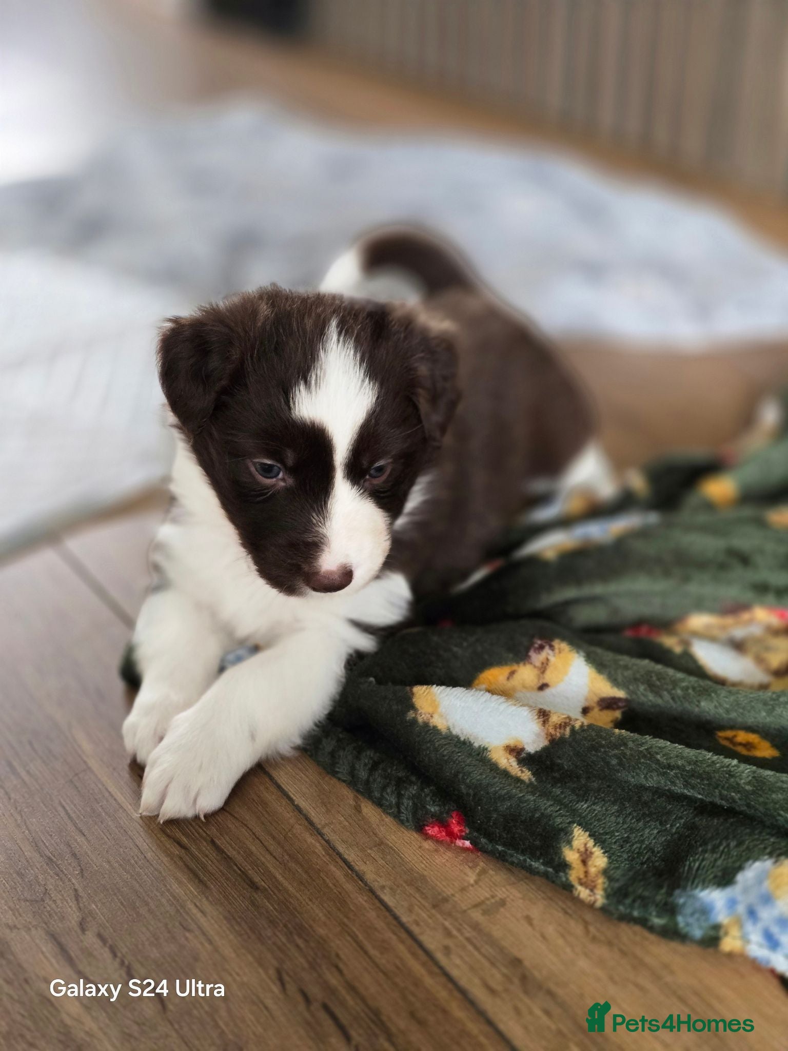 Border Collie dogs BORDER COLLIE PUPPIES – BEAUTIFUL LITTER OF 9  - Advert 9
