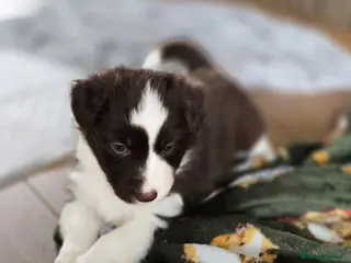 Border Collie dogs BORDER COLLIE PUPPIES – BEAUTIFUL LITTER OF 9 - Advert 1