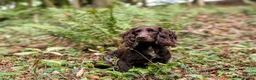 Cocker Spaniel dogs for sale: Sort hard to find - Advert 8