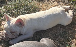 French Bulldog dogs for sale: Isabella wrapped in cream, fluffy carrier - Image 7