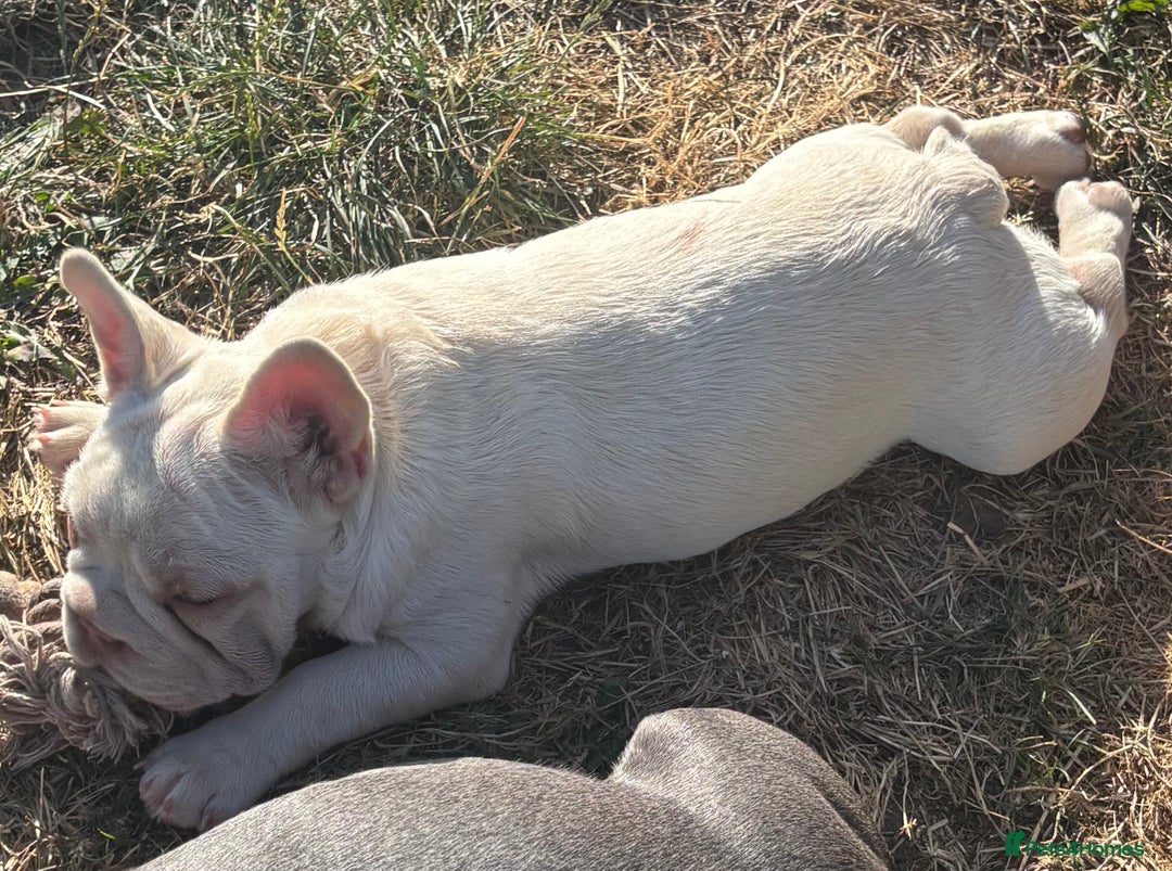 French Bulldog dogs for sale: Isabella wrapped in cream, fluffy carrier - Image 7
