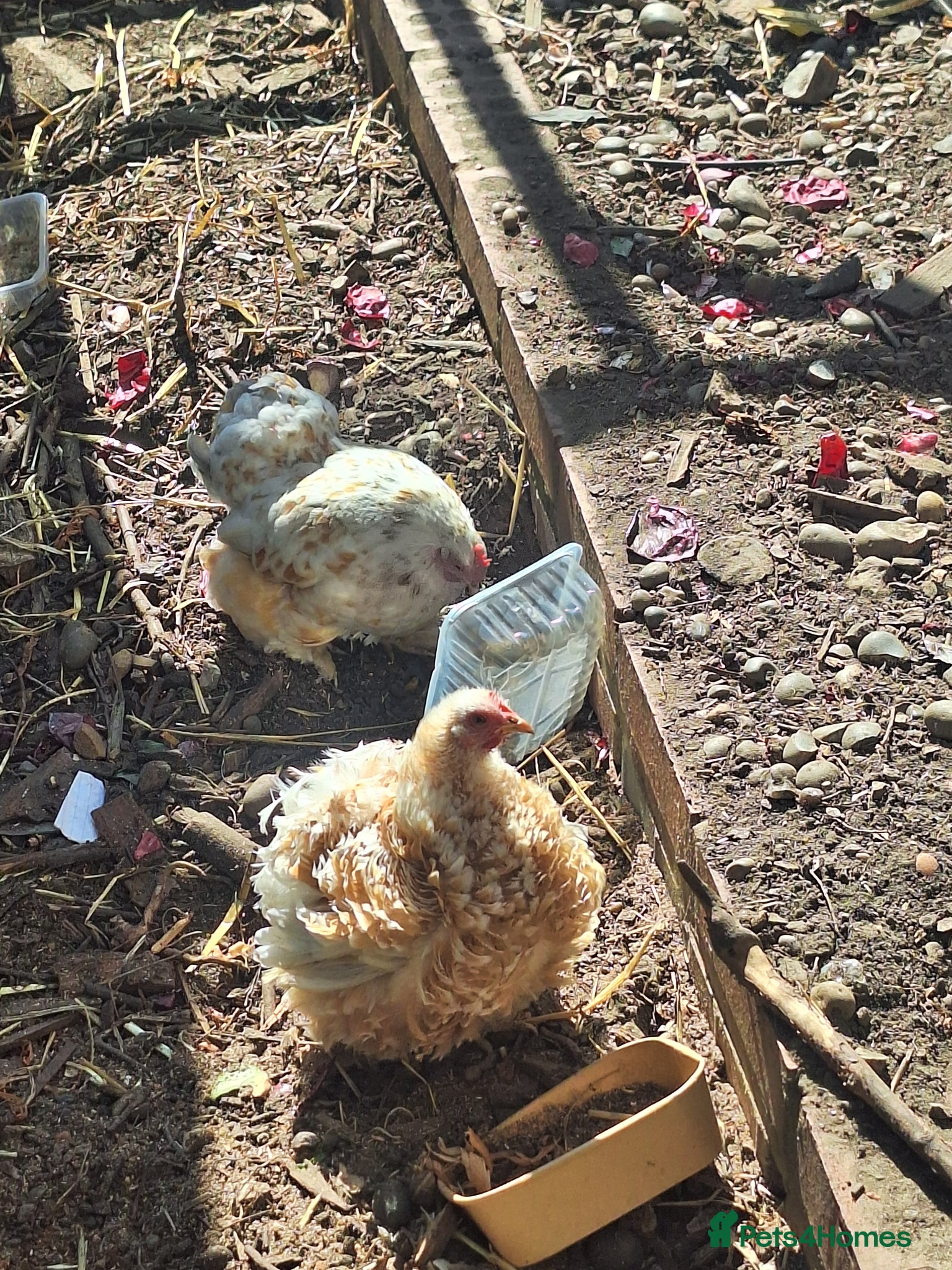 Chickens poultry Millie-fleur chickens - Advert 1