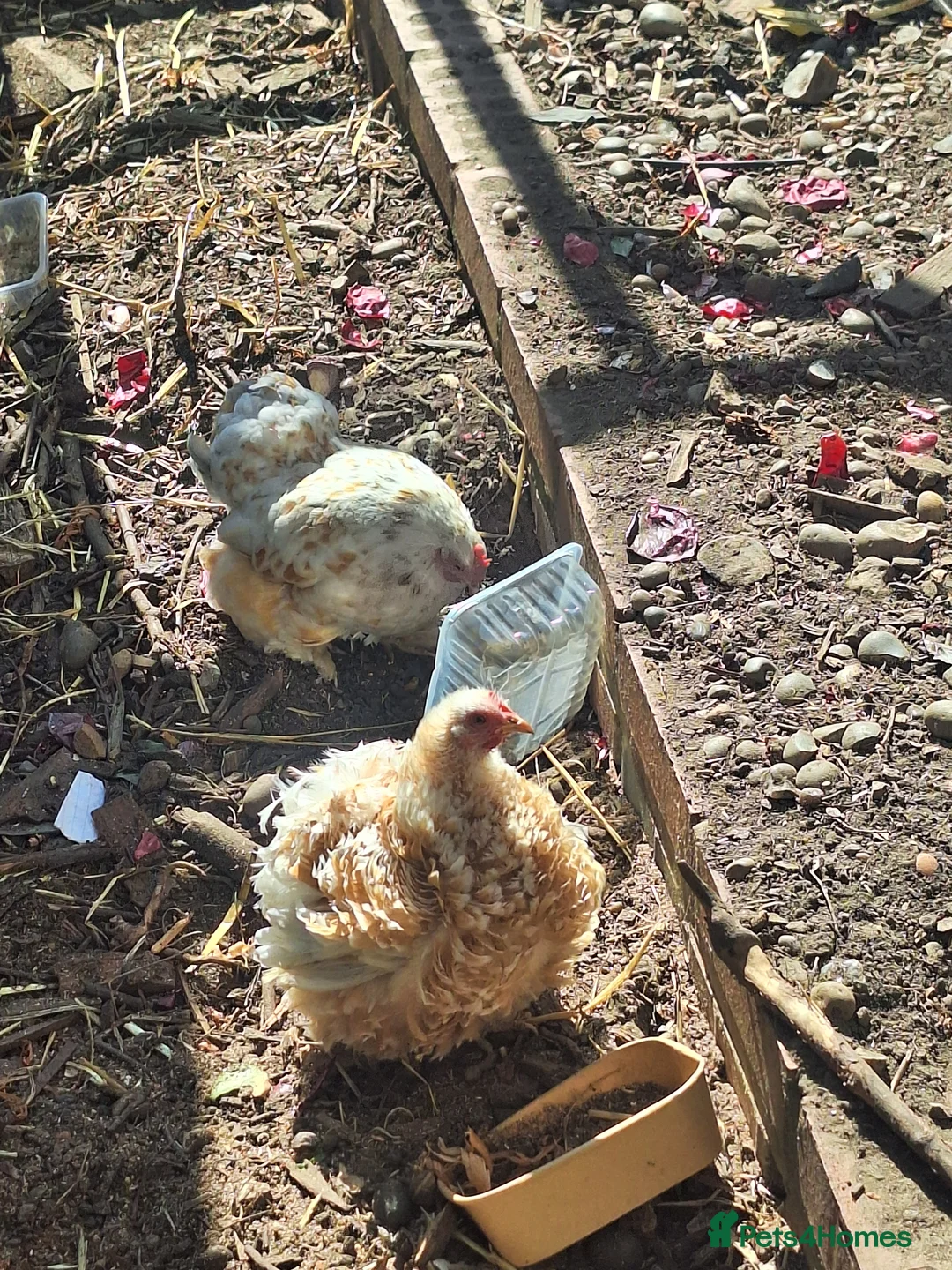 Chickens poultry for sale: Millie-fleur chickens - Advert 1