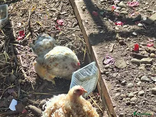 Chickens poultry Millie-fleur chickens - Advert 1