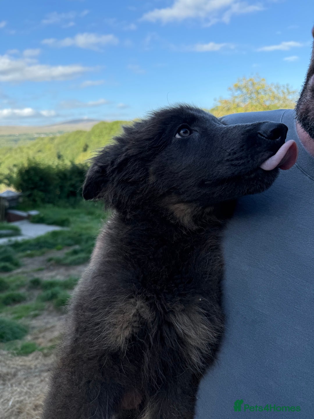 German Shepherd dogs for sale: Ready now pedigree German shepherd puppies - Image 14