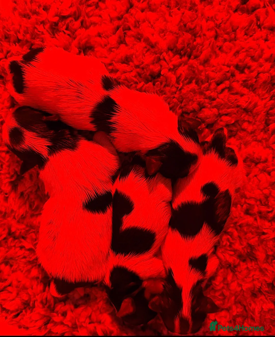 Yorkshire Terrier dogs for sale: Biewer Yorkshire terrier pedigree  - Advert 2