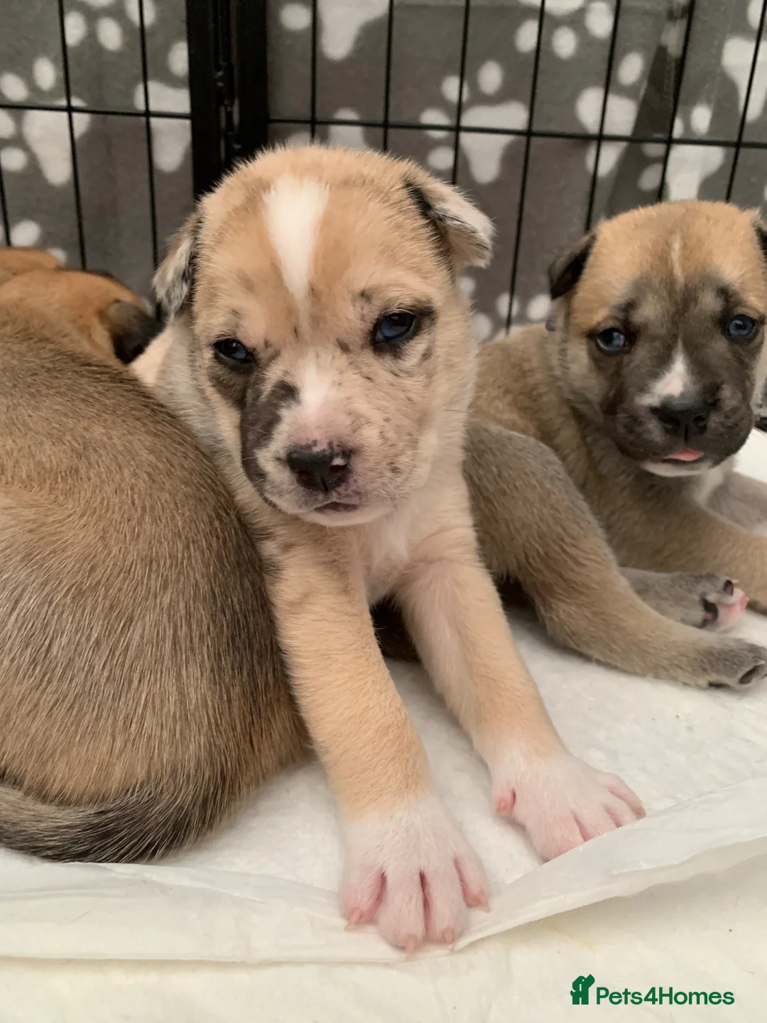 Mixed Breed dogs for sale: Elite Raised Staffy x Husky Pups in Aviemore - Advert 15