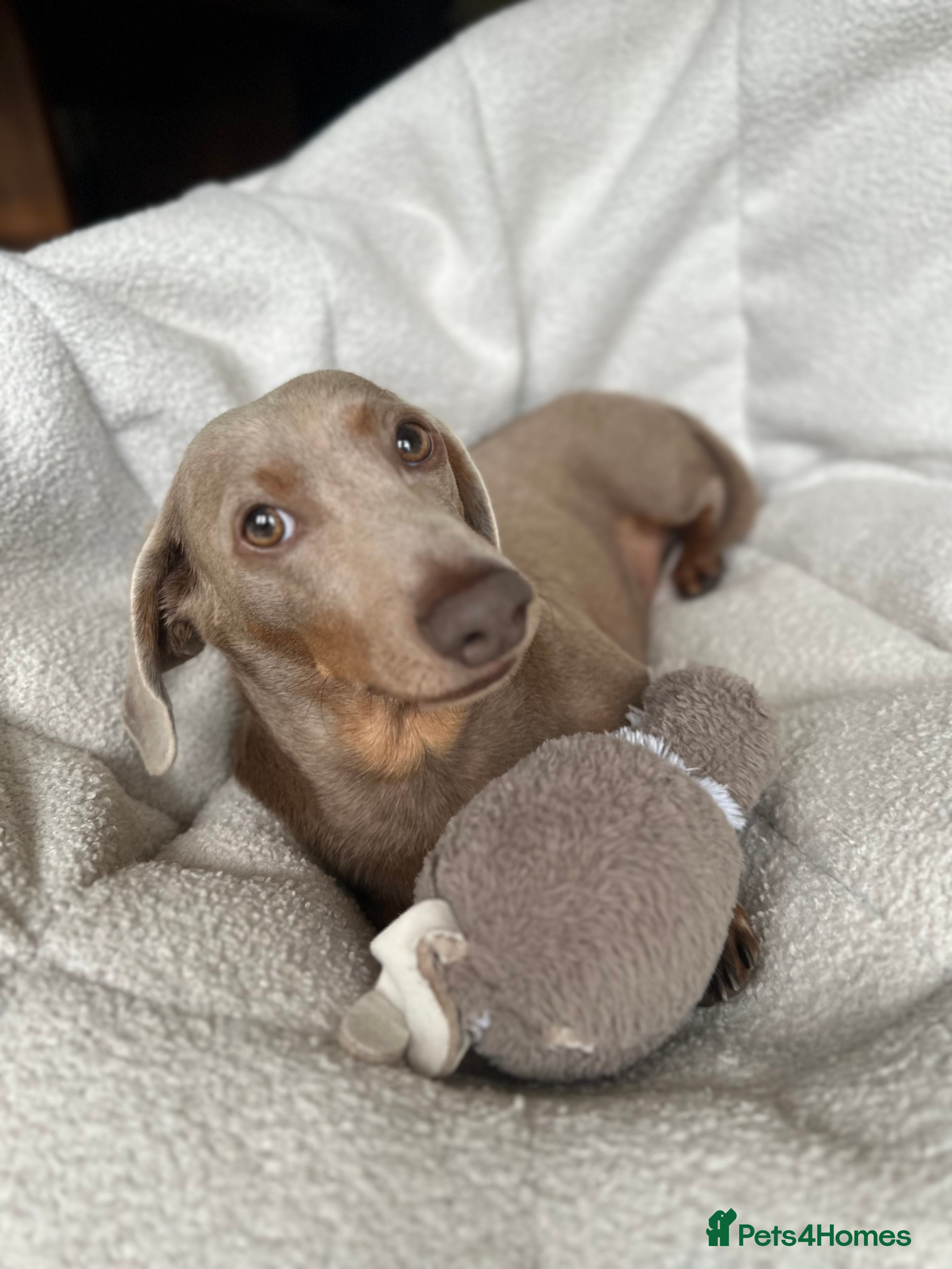 Dachshund dogs Isabella Dachshund - Advert 13